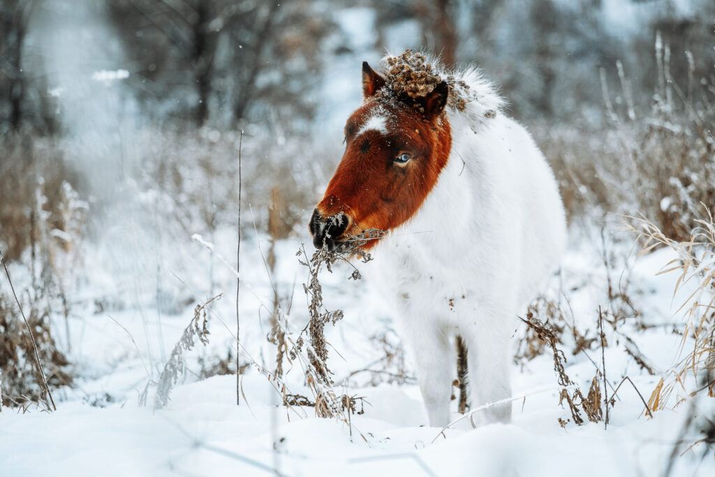 Shetland Poney Winter